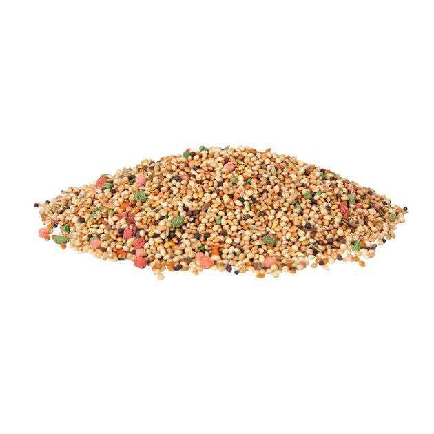 Daily Blend Parakeet F8487