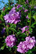 Purple Hibiscus A79521